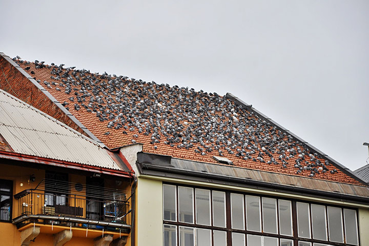 A2B Pest Control are able to install spikes to deter birds from roofs in Soham. 