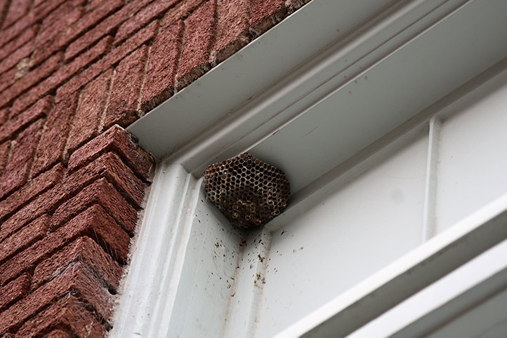 We provide a wasp nest removal service for domestic and commercial properties in Soham.